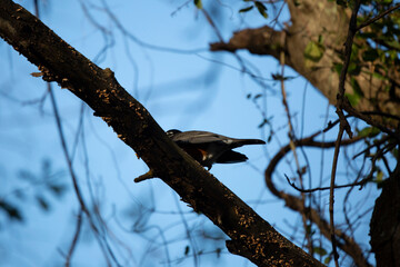 American Robin on a Branch