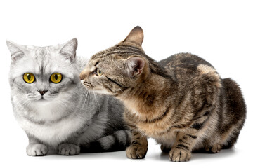 Two cats on isolated a white background
