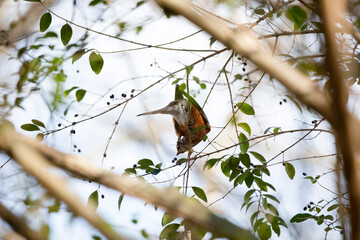American Robin Foraging