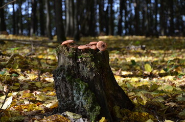 honey agarics on a stump in the forest