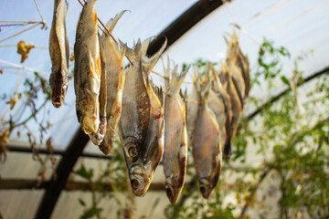 Drying fish in the summer outdoors on a rope in a private vegetable garden.Russia.