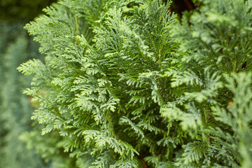 Close up view of cypress pine green leaves for Christmas or winter festive season. (Selective focus)