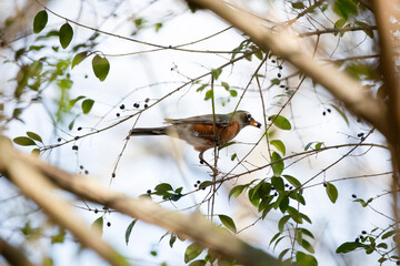 American Robin Eating a Berry