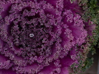 Сlose up of beautiful violet purple decorated cauliflower with drops of dew. Lines and abstract...