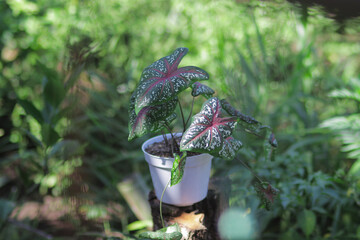 Green Caladium red star or heart of Jesus, or caladium tricolor with white dots and redbone in white pot in the garden.