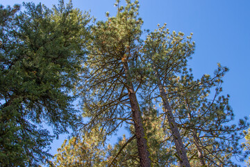 Ponderosa pine forest in Montana