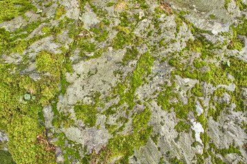 A stone in lichen on the mountains. Rock in the moss.