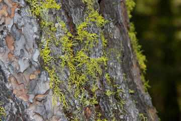 Lichens on the trunk of a Ponderosa Pine tree