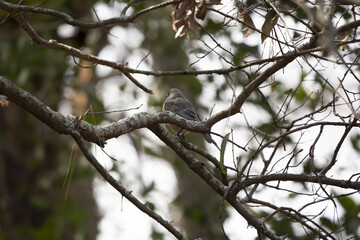 Immature American Robin