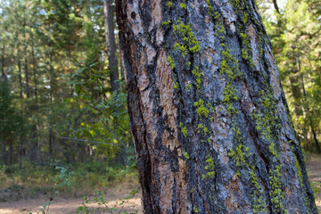 Lichens on the trunk of a Ponderosa Pine tree