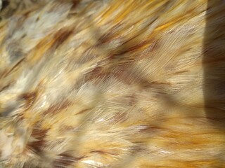 Bird feathers, close-up
