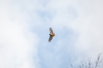 Red-Tailed Hawk in Flight