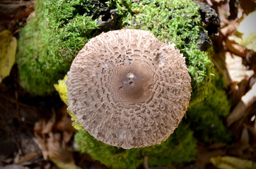 cap of macrolepiota mushroom on green moss background flat lay
