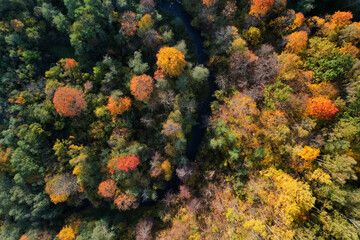 Beautiful colors of autumn. Forest and river photographed with a drone on sunny day. Regional park of neris in Lithuania. Real is beautiful  