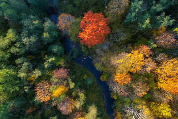 Naklejka na ściany i meble Beautiful colors of autumn. Forest and river photographed with a drone on sunny day. Regional park of neris in Lithuania. Real is beautiful 