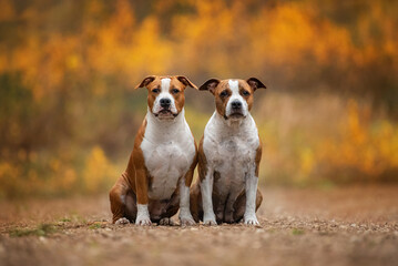 Two american staffordshire terrier dogs sitting together in autumn - obrazy, fototapety, plakaty