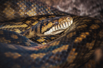 large snake lies curled up in rings