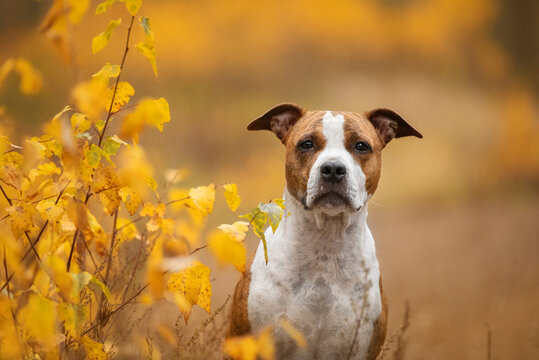American staffordshire terrier dog in autumn - Powered by Adobe