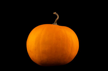 Decorative seasonal healthy pumpkin uncarved ready for autumn's Halloween celebration.