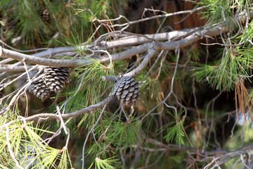 Fototapeta na wymiar Pine branch with needles and old cones