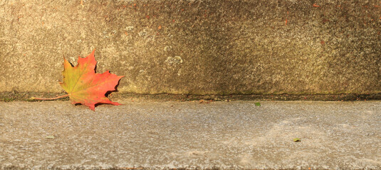 Single autumn leaf on the stairs