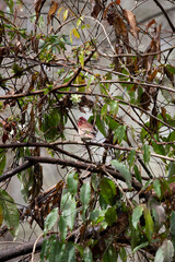 Male Purple Finch Foraging