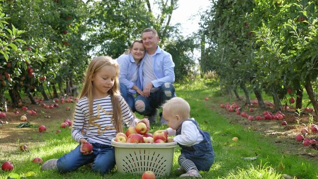 Happy family parents and two children daughters with gathered apples box on nature countryside apple tree garden have fun together on green grass