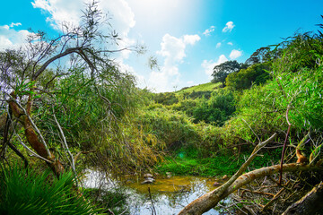 Small creek surrounded by green vegetation under a blue sky