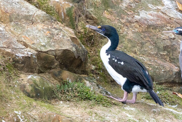King Shag Endemic to New Zealand