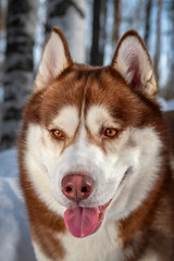 Portrait smiling red Siberian husky dog in winter forest on the snow. Close-up.