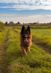 german shepherd dog