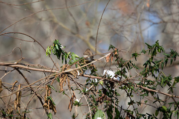 Purple Finch in Cold Weather