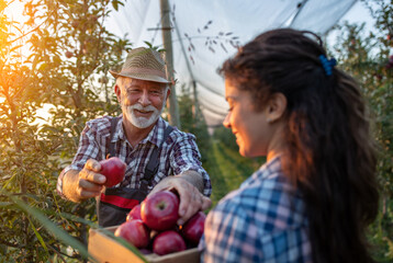 Farmers harvesting apples in orchard