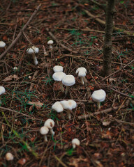 mushrooms in the forest