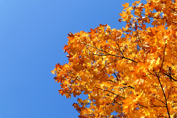 colorful yellow autumn maple leaves on bright blue sky background