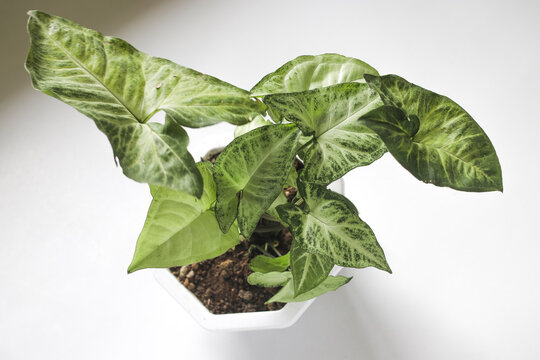 Close up view of Green Caladium bicolor (Syngonium podophyllum, arrowhead plant, arrowhead vine, arrowhead philodendron, goosefoot, nephthytis) on white background
