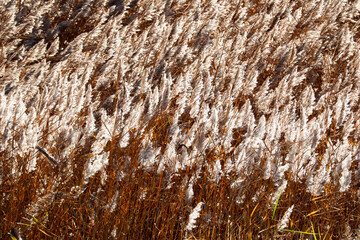 panicle reeds in the wind autumn beautiful wallpaper background