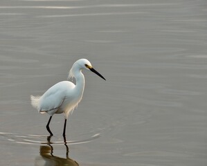 heron in the pond