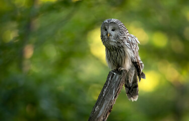 Ural owl ( Strix uralensis ) close up