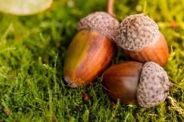 Background with autumn acorns lies on the green moss of the autumn forest. Spring in the forest....
