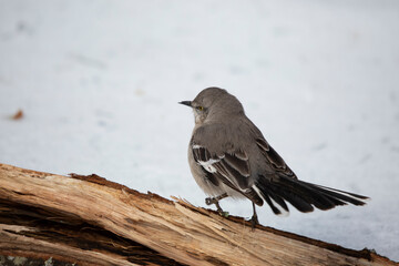 Northern Mockingbird on a Limb