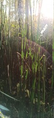 Translucent twigs of horsetail. Back lighting. Walk through the forest. Calm. Soothing green spring park. 