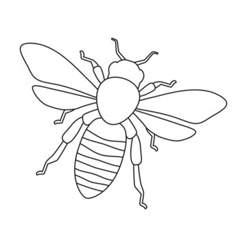 Honey bee vector outline icon. Vector illustration animal of honeybee on white background. Isolated outline illustration icon of honey bee.