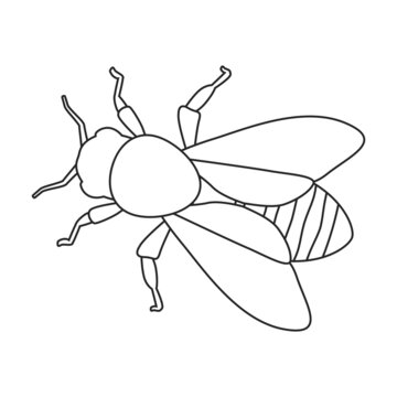 Honey bee vector outline icon. Vector illustration animal of honeybee on white background. Isolated outline illustration icon of honey bee.