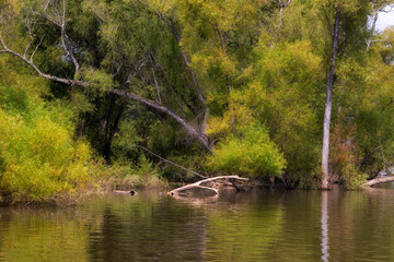 Beautiful Scenic views from a boat on the French Board River in Tennessee