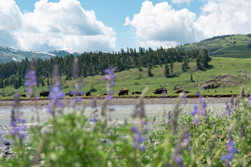 river with flowers and buffalo