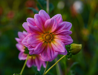 Dahlia