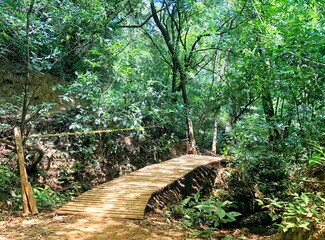 Wooden bridge through the forest