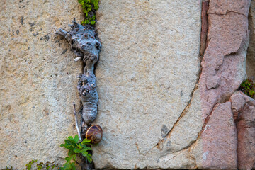 a very small snail crawling up the wall