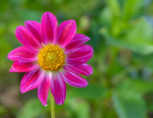 Obraz premium Dahlia